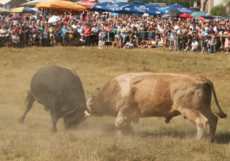 KOČIĆEV ZBOR BORBA BIKOVA 