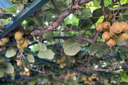 "Ne možemo sve da pojedemo, pa poklanjamo"  Rodilo preko 200 kilograma tropskog voća u Snežaninom dvorištu (FOTO)