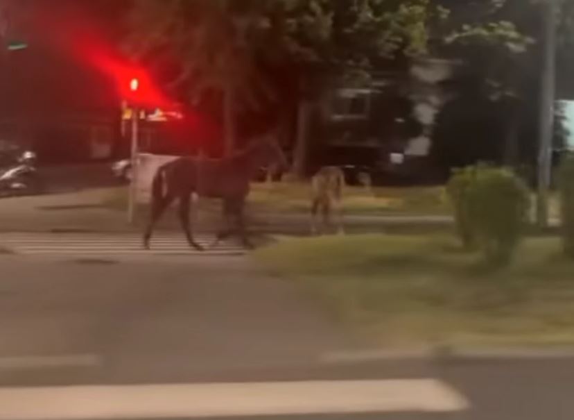 Konji u Beogradu