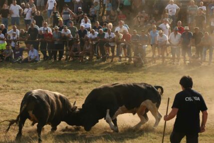 Žestoko na Kočićevom zboru: Rogove će ukrstiti najjači bikovi, da li će pehar podići Srbin, Hrvat ili Bošnjak (FOTO)