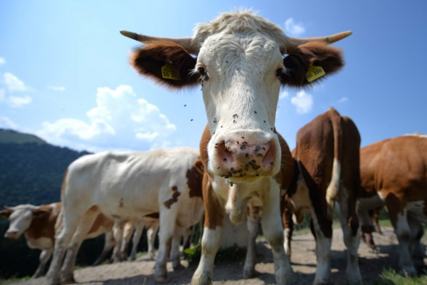 Skočila cijena mesa: Argentina na 15 dana obustavila izvoz govedine