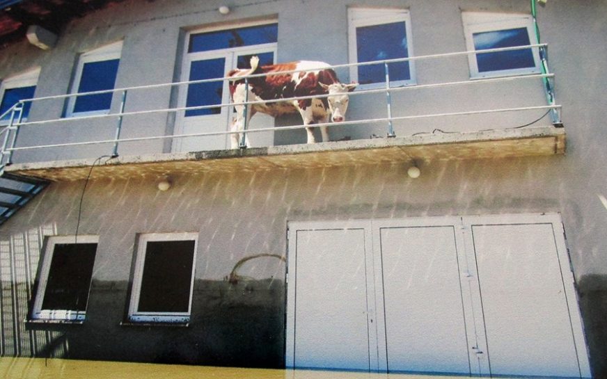 Sjećate li se krave koja je od poplave pobjegla na balkon: Farmu u Šamcu sada je zadesila nova nevolja (FOTO)