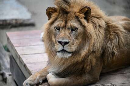 Napadnut u kavezu: Lav ubio čuvara u safari parku