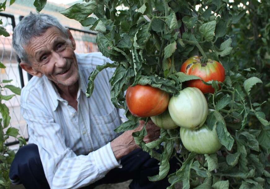 paradajz u gradskoj bašti