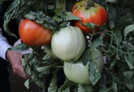 (VIDEO) IMA NEKA TAJNA VEZA Ako imate paradajz u bašti, pored njega obavezno posadite i ovaj cvijet