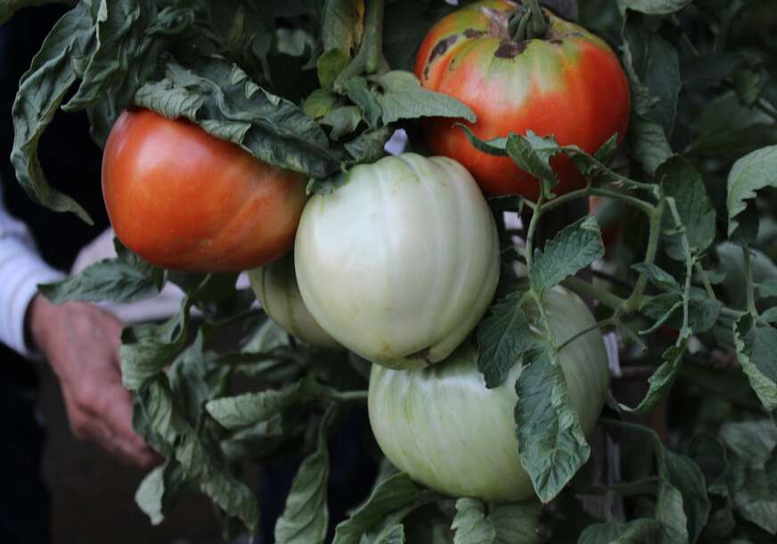 (VIDEO) IMA NEKA TAJNA VEZA Ako imate paradajz u bašti, pored njega obavezno posadite i ovaj cvijet