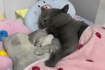 "Srećna porodica" Snimak mačića koji spava u zagrljaju roditelja raznježio sve na društvenim mrežama (VIDEO)