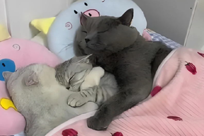 Mačke leže u zagrljaju