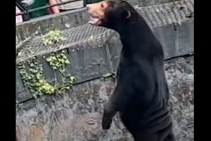 Angela stoji na zadnjim nogama: Medvjed u Kini za kojeg ljudi misle da je čovjek obučen u kostim životinje (VIDEO)