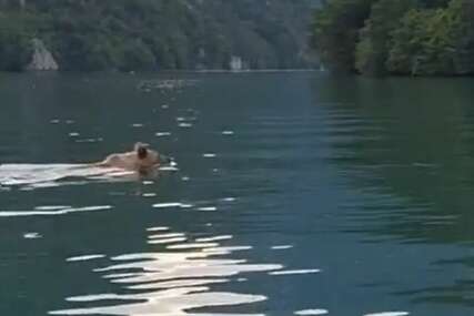 "Komšija, a pasoš" Mrki medvjed pliva u Drini, ne obazire se na ljude (VIDEO)