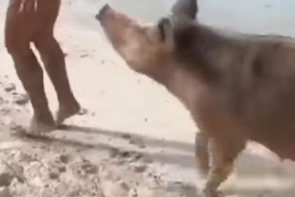 Nije mogla da odoli: Djevojku na plaži svinja ujela za zadnjicu (VIDEO)
