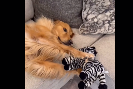"Nemam riječi koliko je sladak" Zlatni retriver obožava plišanu zebru koju svakodnevno drži i posmatra (VIDEO)