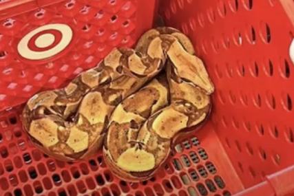 JEZIV PRIZOR Radnici marketa pronašli zmiju otrovnicu u kolicima za kupovinu