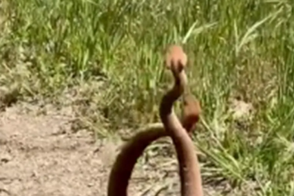 JEZIV ZVUK Muškarac snimio međusobnu borbu velikih zmija otrovnica (VIDEO)