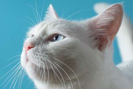 Dnevne rutine koje možete da promijenite: Evo kako da se oslobodite mirisa mačke u kući