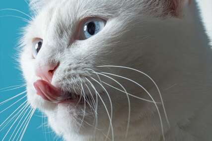 Za 2 bolesti lijek ne postoji: Pet oboljenja koja najčešće pogađaju kućne mačke