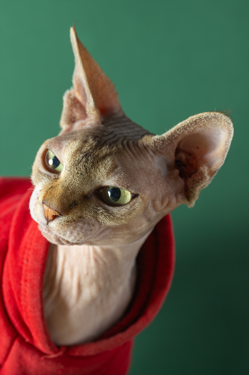 Koji Su Ku ni Ljubimci Pogodni Za Ljude Alergi ne Na Dlaku