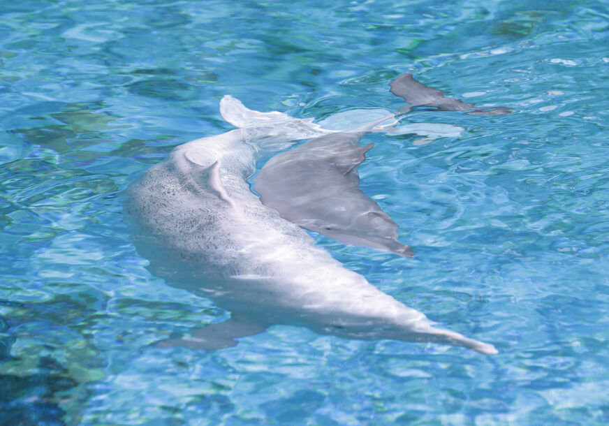 Delfini plivaju 