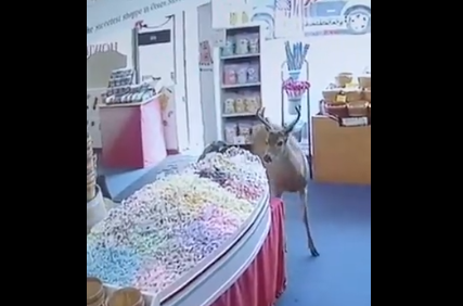 Radoznali jelen u prodavnici slatkiša: Razgledao ponuđene delikatese(VIDEO)