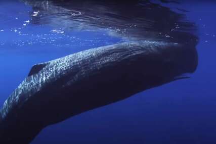 UGROŽENA VRSTA Kod Korčule primjećena grupa zubatih kitova (VIDEO)