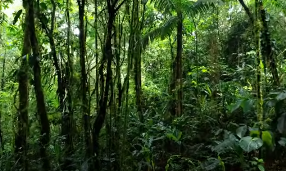 Tropske šume