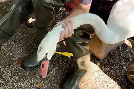 LJUDI ZGROŽENI Pronađen labud sa strelicom u glavi (VIDEO)