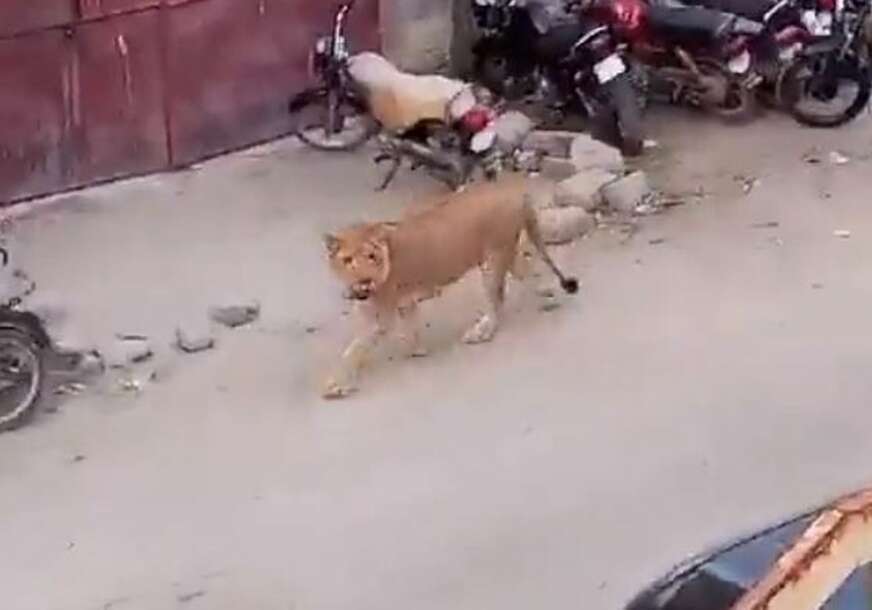 Lav na ulici
