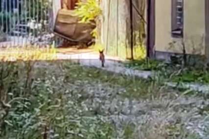 BEZBRIŽNO PROŠETALA Lisica snimljena na banjalučkim ulicama (VIDEO)