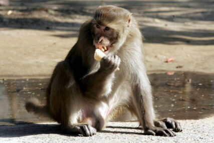Majmun jede sladoled