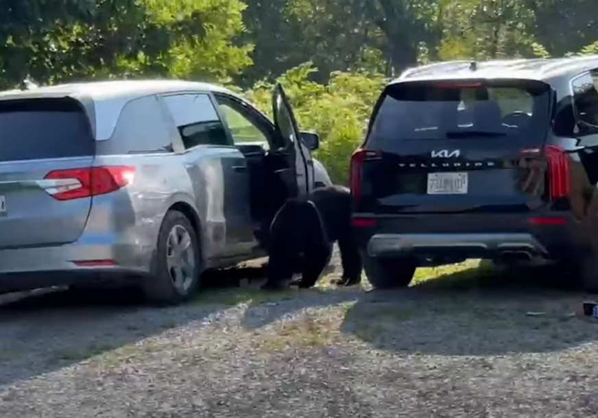 Medvjed pretraživao automobile u potrazi za hranom