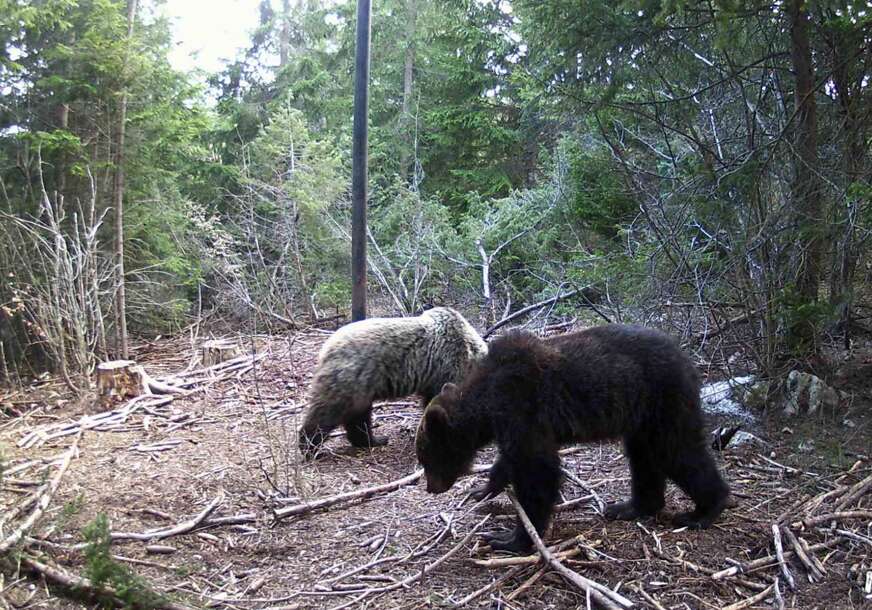 Medvjedi u šumi