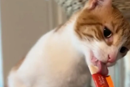Grimase nasmijale mnoge: Mačak prvi put probao sladoled (VIDEO)