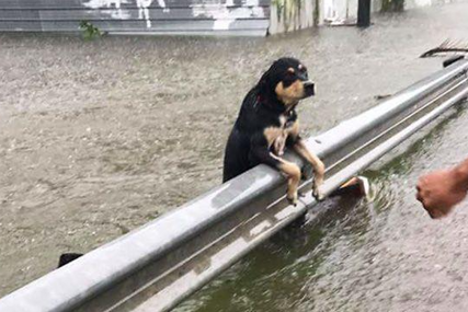 Slike koje SLAMAJU SRCA: U slovenačkim poplavama izgubljene brojne životinje, građani u potrazi za svojim ljubimcima (FOTO)