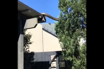 Snimljena gigantska neman: Piton prelazi s kuće na obližnje drvo (VIDEO)
