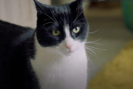 OSVOJIO NACIONALNU NAGRADU Zebi je mačak koji "čuje" za svoju gluvu vlasnicu i pomaže joj u svakodnevnim poslovima (VIDEO)
