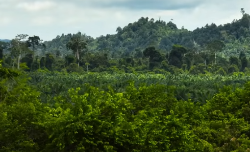 Tropske šume