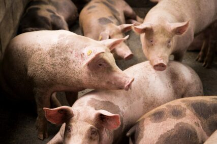 "Najteže to doživljavaju veterinari" U Hrvatskoj zbog kuge ubijeno čak 19.000 svinja