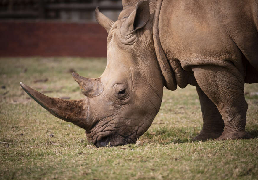 UŽAS U ZOO VRTU Ženka nosoroga ubila jednog čuvara, drugi povrijeđen