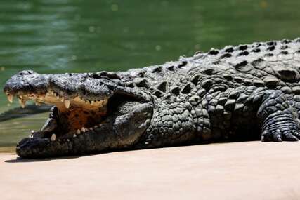 Sa farme pobjeglo 75 krokodila: Stanovnici upozoreni da ostanu kod kuća
