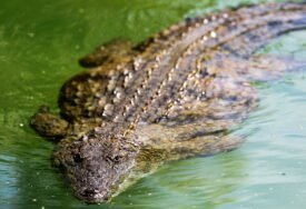 Vlasti tvrde da su svi nađeni: Više od 70 krokodila pobjeglo sa farme