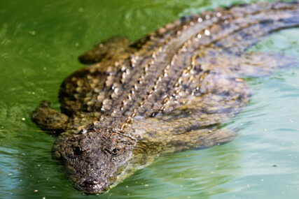 Vlasti tvrde da su svi nađeni: Više od 70 krokodila pobjeglo sa farme