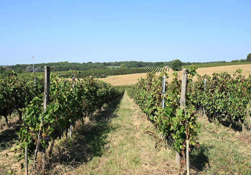Tragedija u Francuskoj: Preminule četiri osobe u vrijeme radova u vinogradima