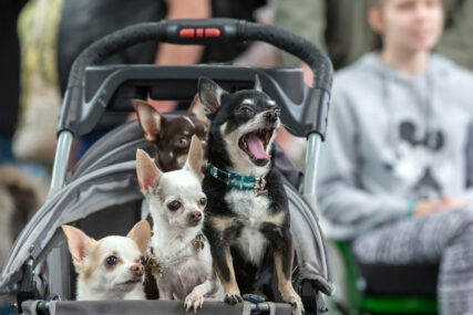 "Ovo nisu ljubitelji životinja, već poremećeni ljudi" Bračni par 2 psa prošetao gradom u kolicima kao bebe (FOTO)
