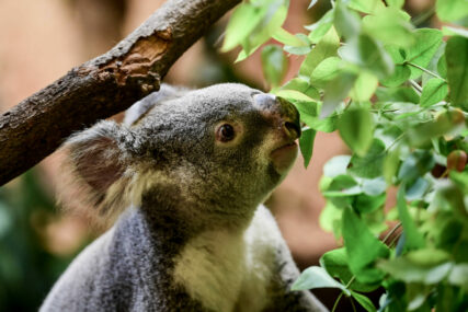 Koala krijući jela sadnice eukaliptusa: Napravila štetu veću od 3.000 evra