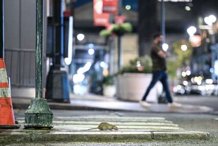 Pacovi na ulicama Njujorka 