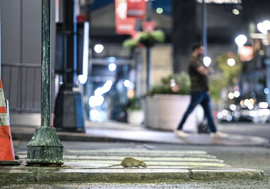 Pacovi na ulicama Njujorka 
