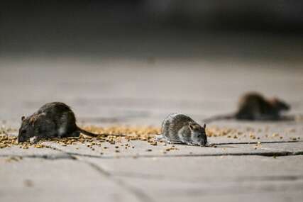 Glodari koji se ne boje visine: Na ovim neobičnim mjestima u kući mogu se sakriti miševi