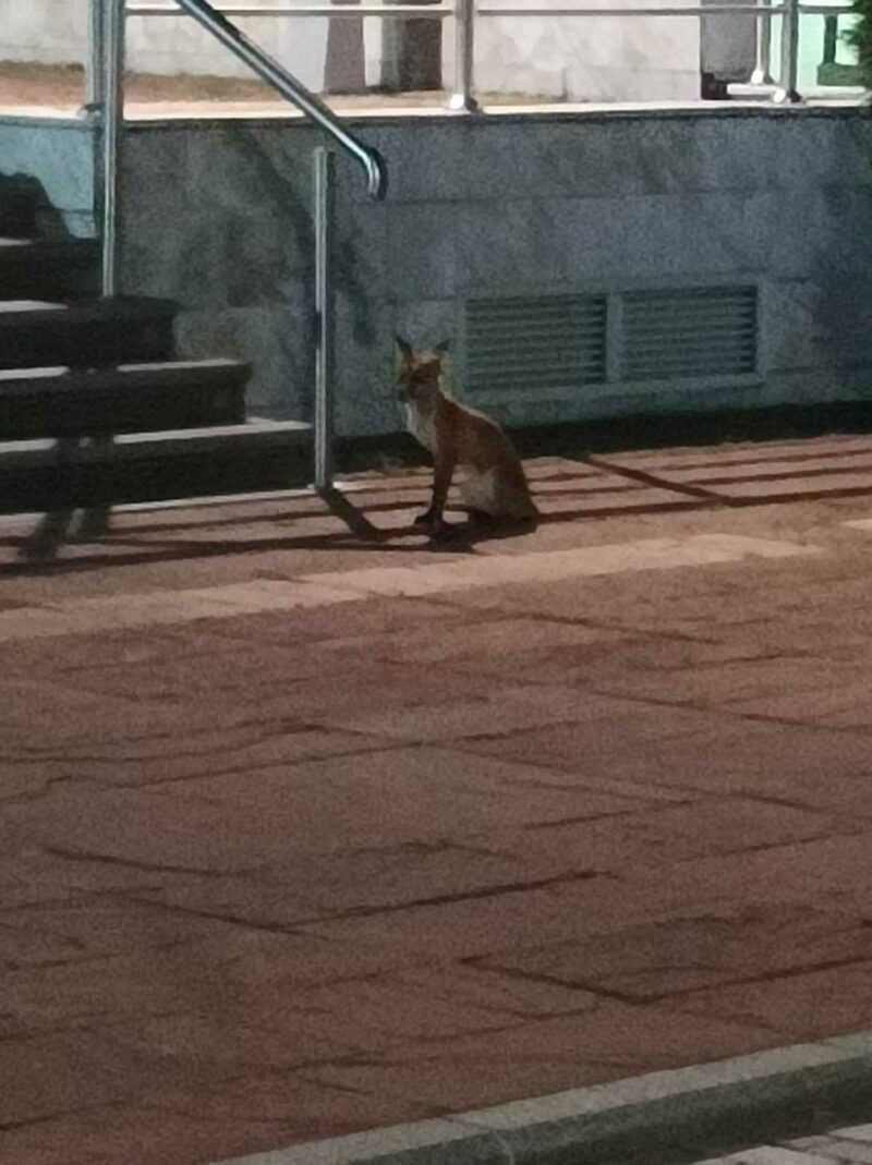 Lisica ispred zgrade Vlade Srpske