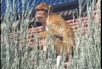 Majmun šeta po krovu