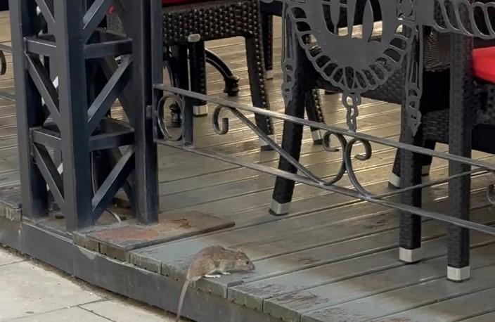 Kada nema mačke, miševi kolo vode: Krupan glodar našao se u bašti kafića, ljudi u nevjerici (FOTO)